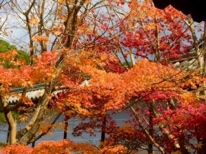 東福寺 紅葉 混雑 朝 時間帯