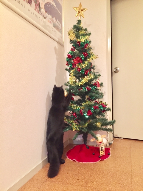 クリスマスツリーの猫対策はどうする これなら倒されないですよ くららく